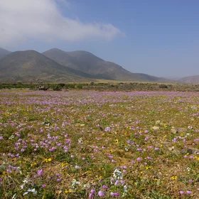 Desierto florido