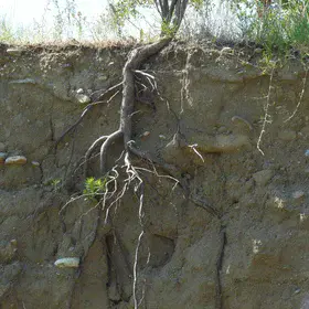 Soil section with tree root