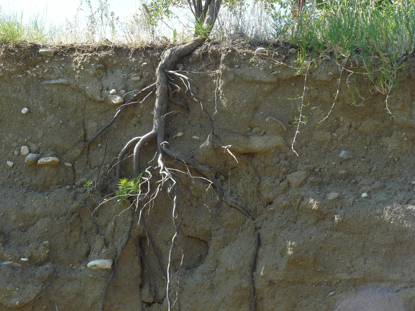 Soil section with tree root
