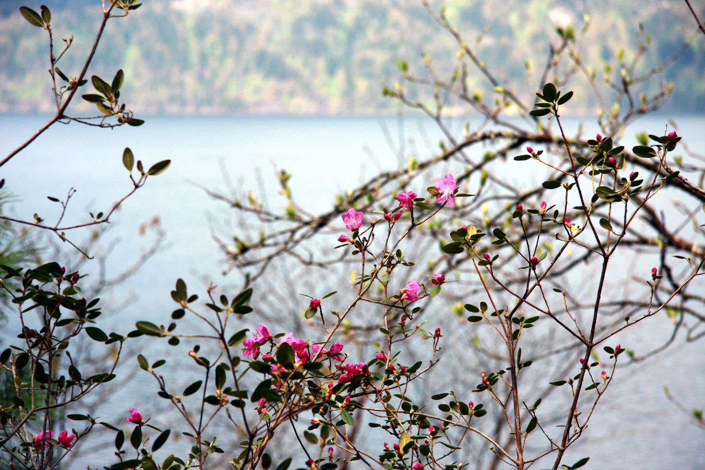 Rhododendron dauricum. Teletskoye Lake, Altai