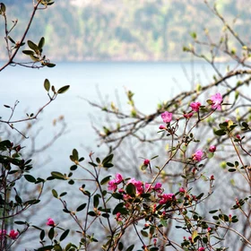 Rhododendron dauricum. Teletskoye Lake, Altai