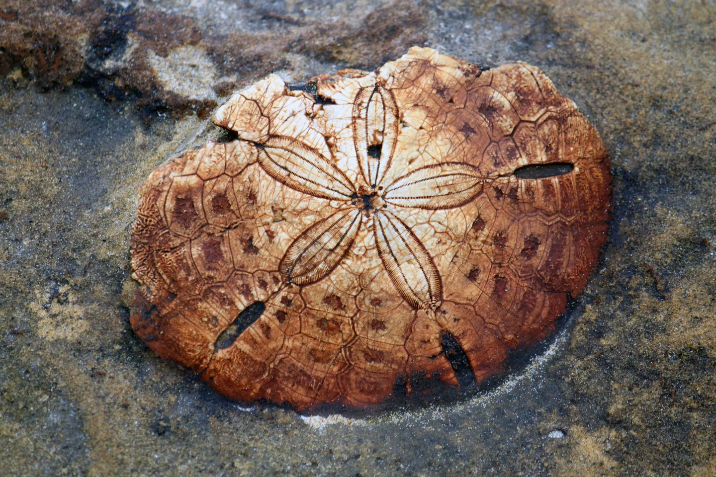 Sea-urchin