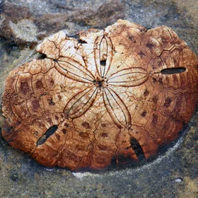 Sea-urchin
