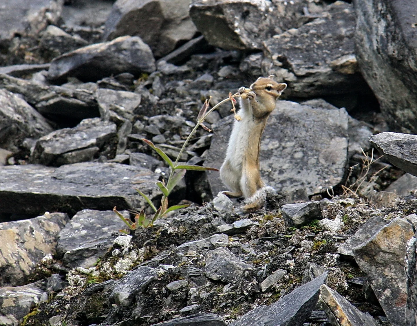 Inside Patomsky crater: a chipmunk