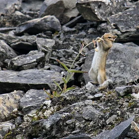 Inside Patomsky crater: a chipmunk