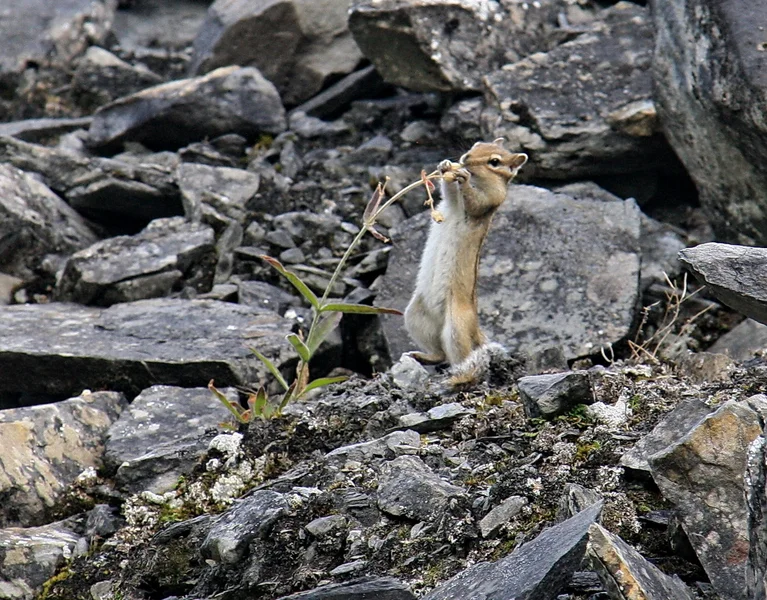 Inside Patomsky crater: a chipmunk