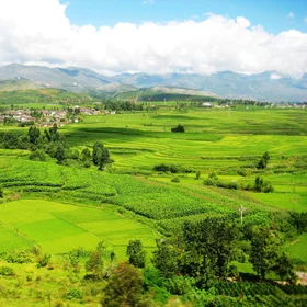 Terraced Field