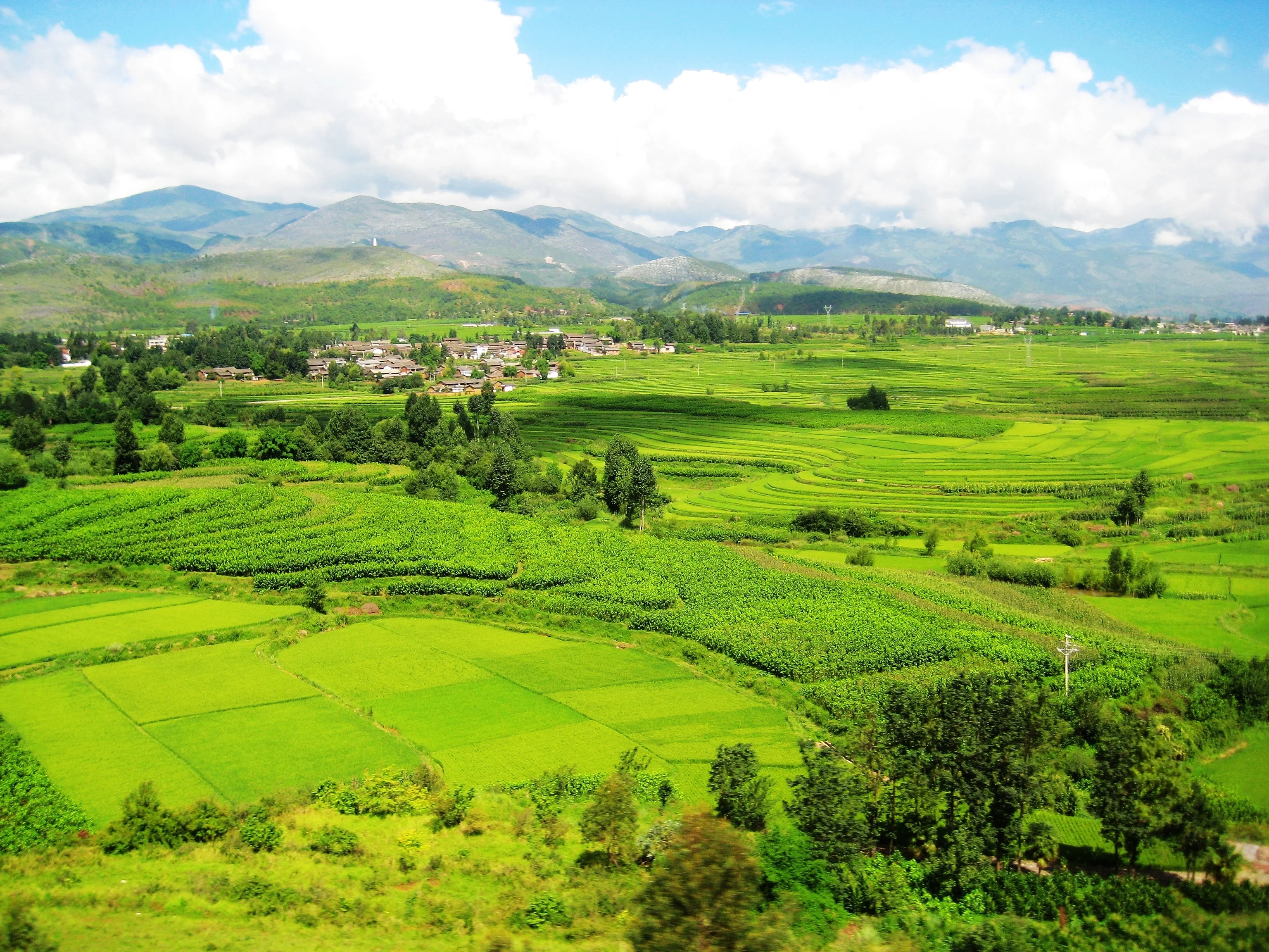 Terraced Field