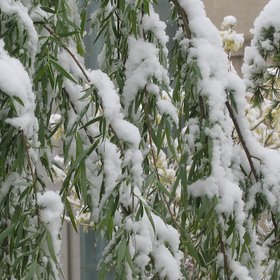 When Green Willow Meets Snows In Summer