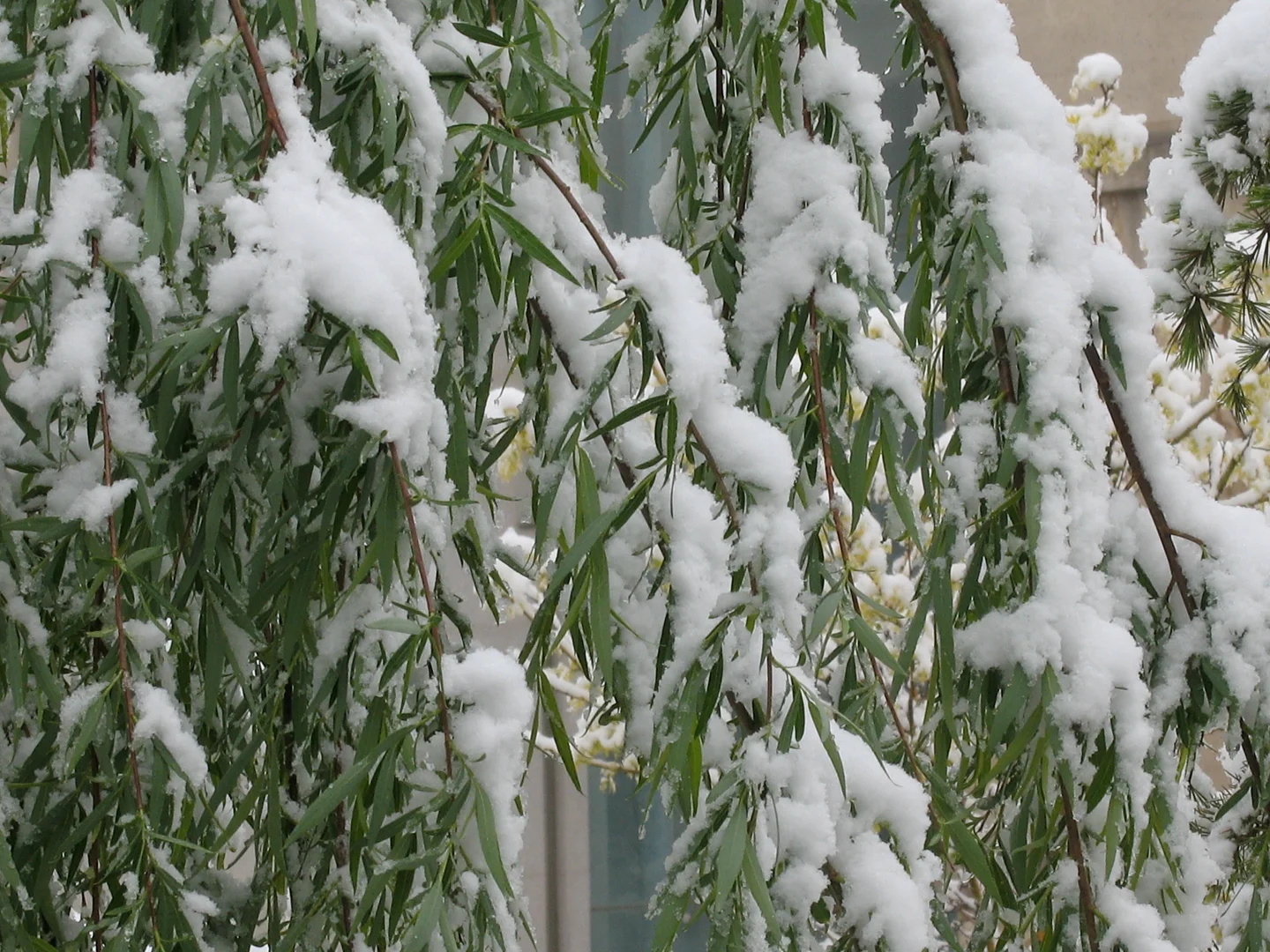When Green Willow Meets Snows In Summer
