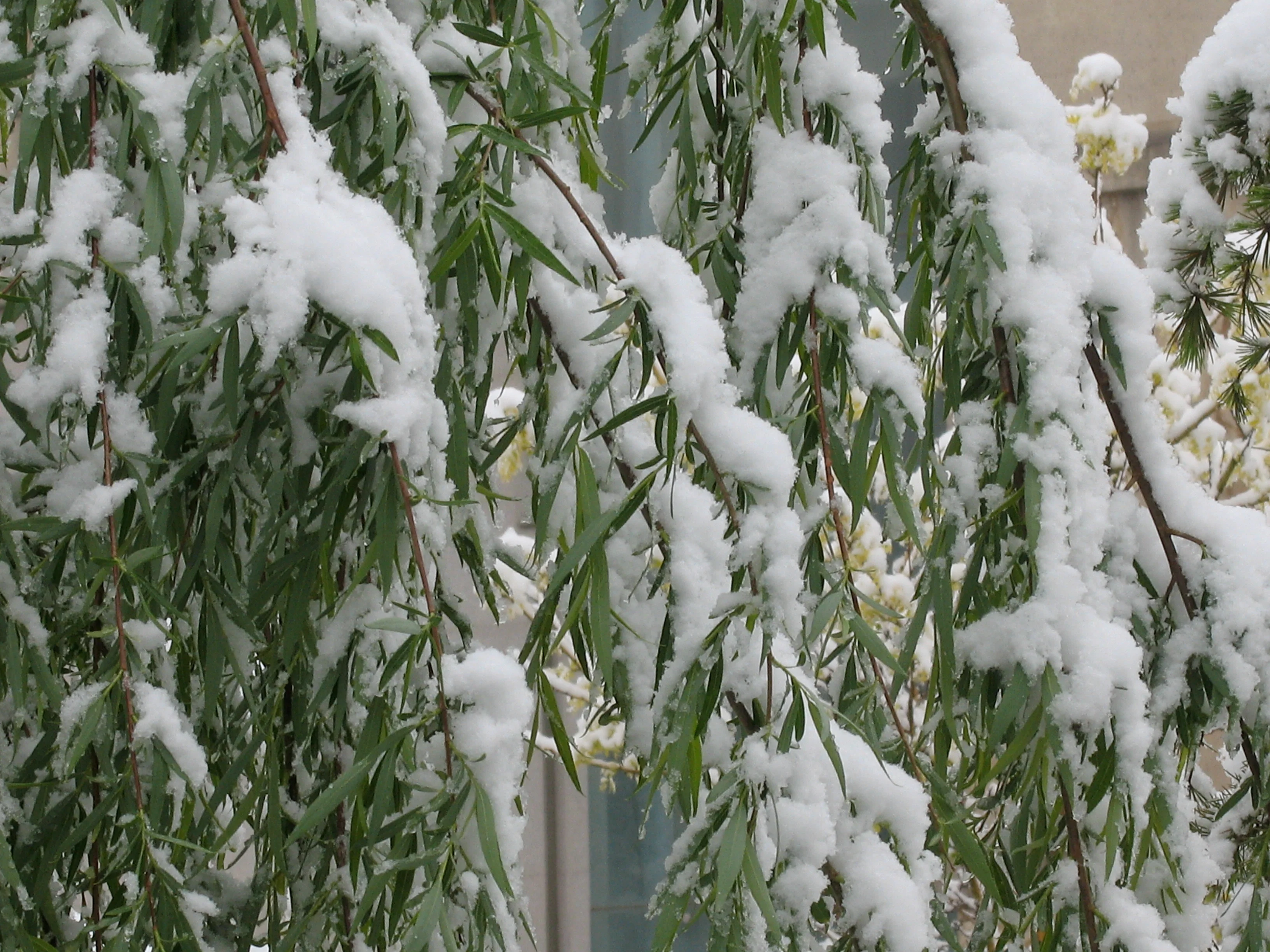 When Green Willow Meets Snows In Summer