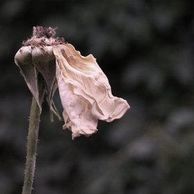 Tiredness of a rose