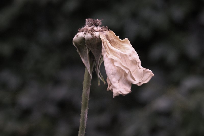 Tiredness of a rose