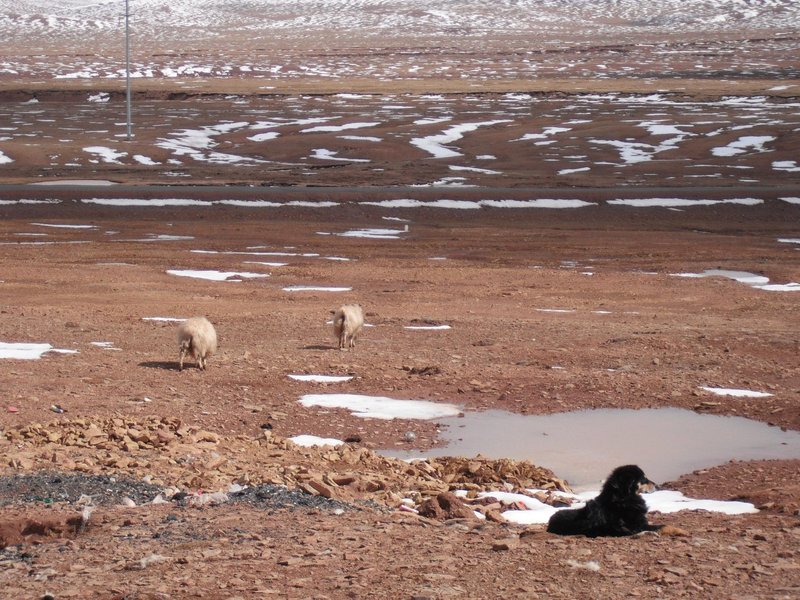 Snow, dog and sheep