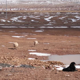 Snow, dog and sheep
