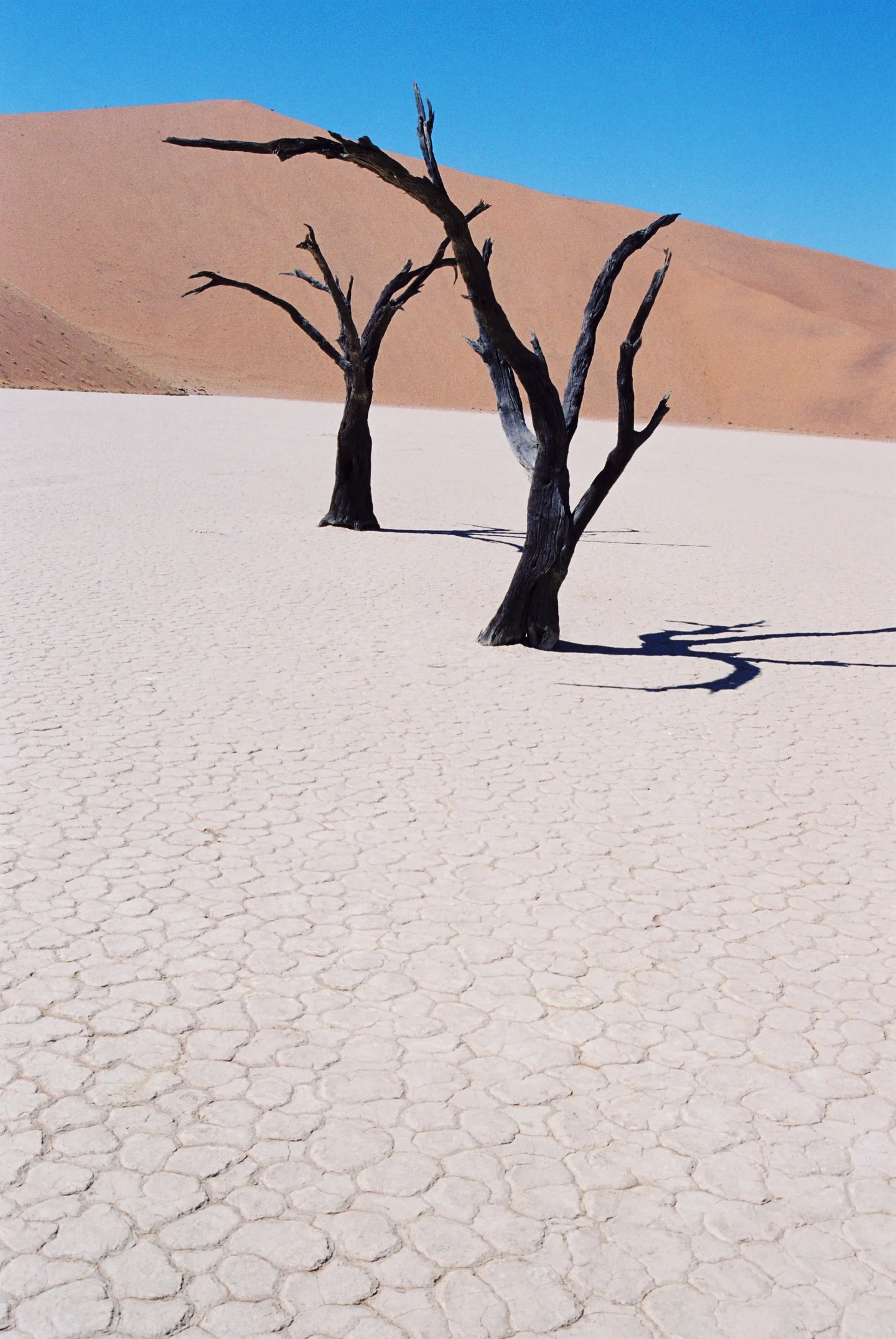 Trees of Time