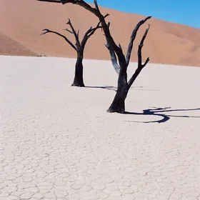 Trees of Time