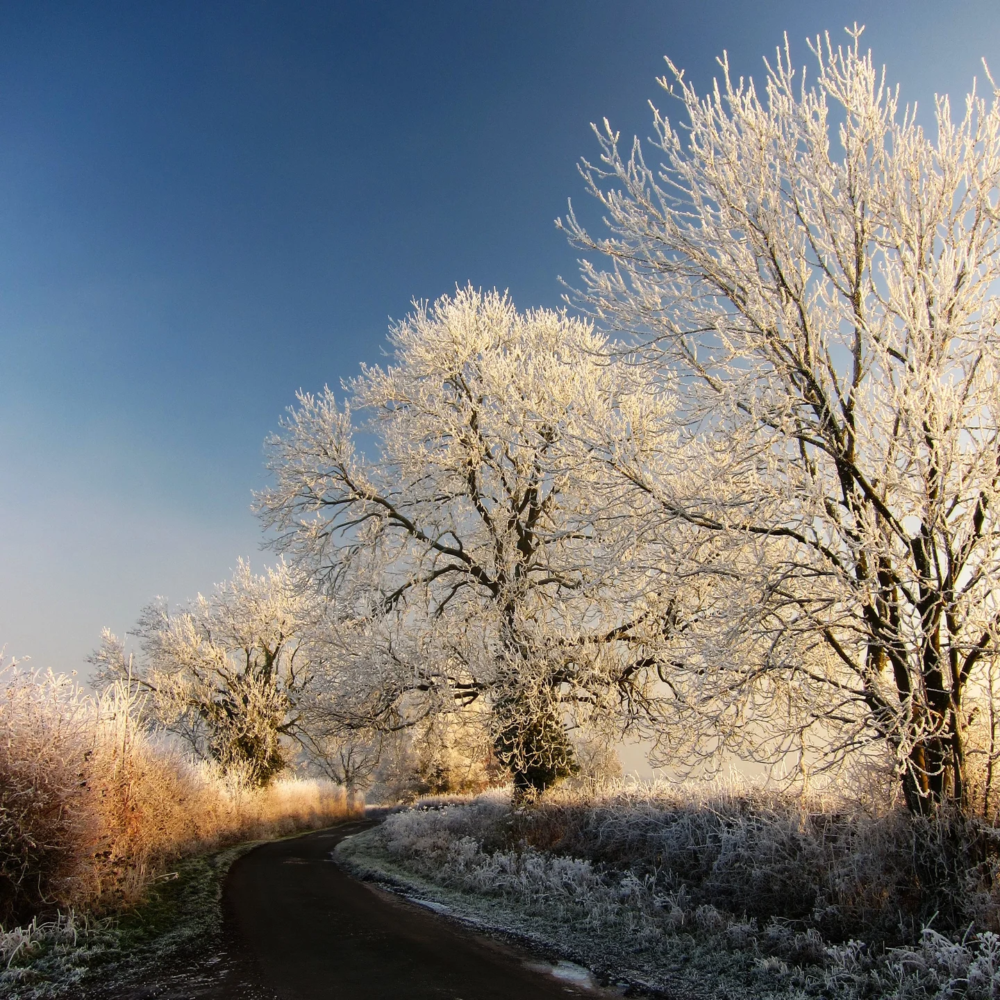 Hoar Frost