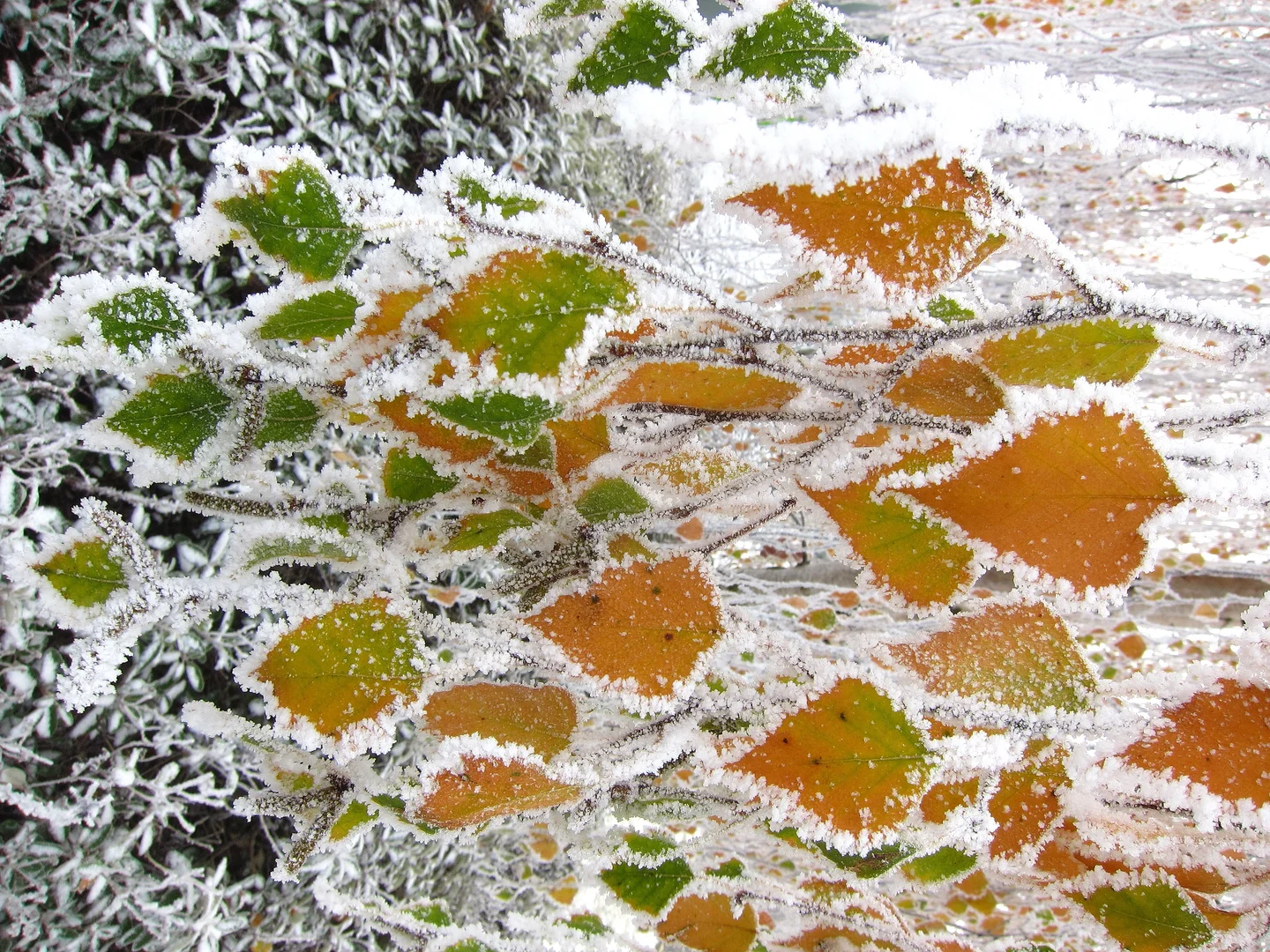 Autumn Frost