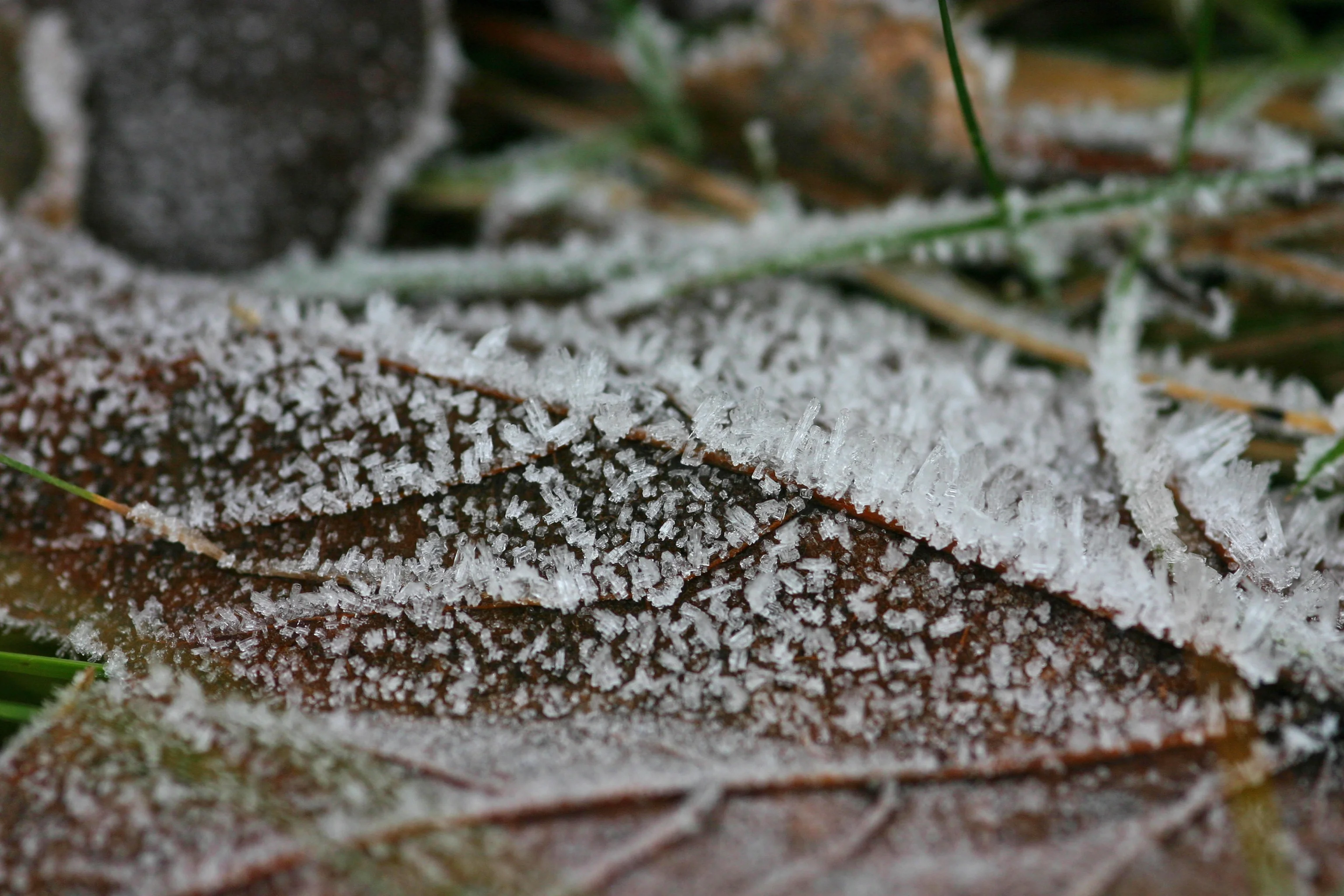 Frozen dew 1