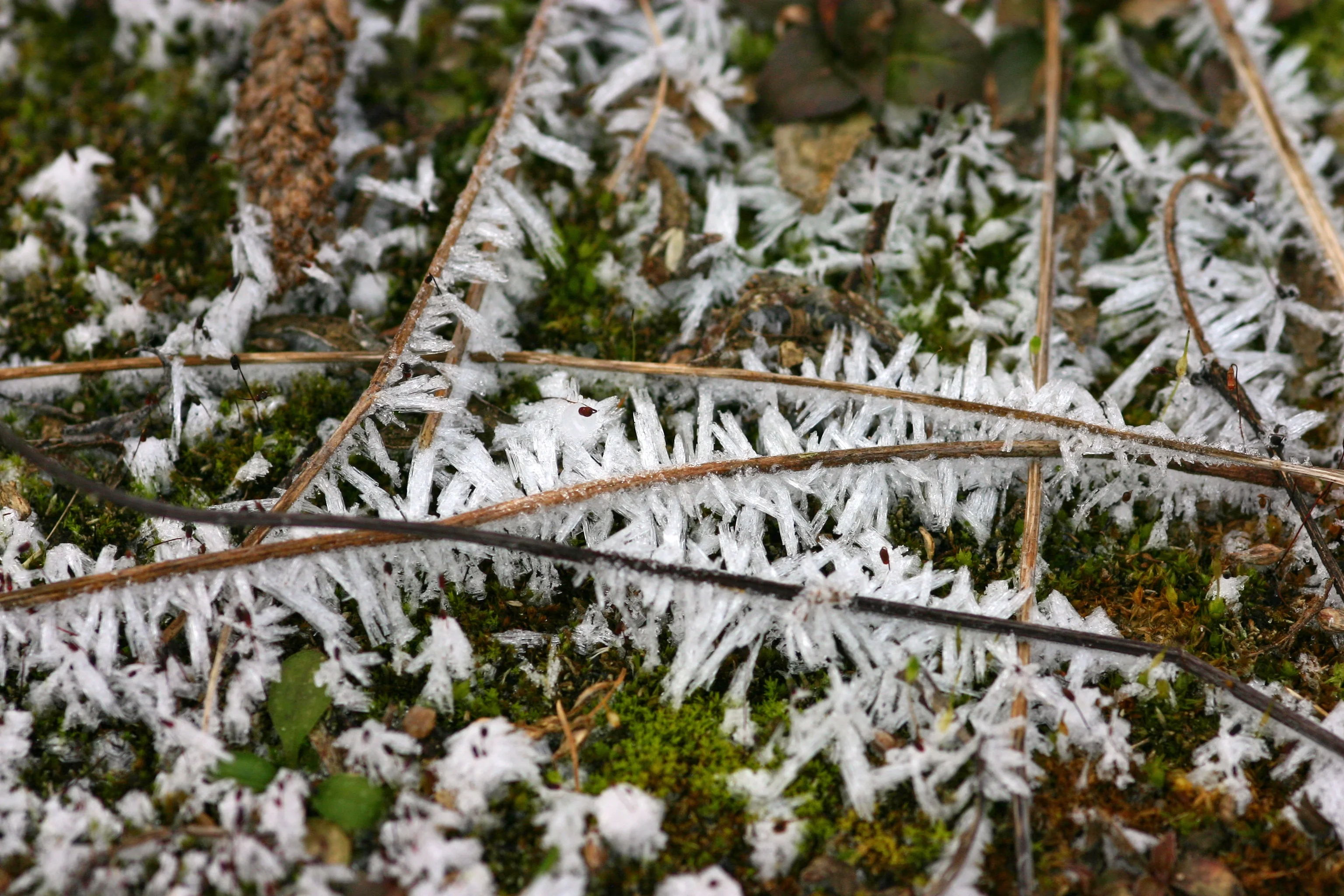 Frozen dew 2