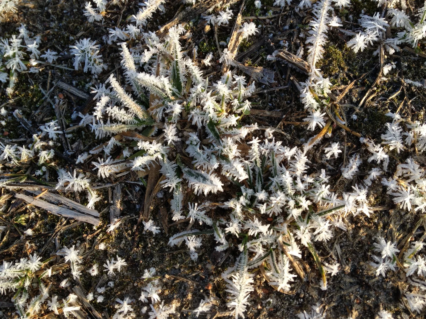 Crystalline frost
