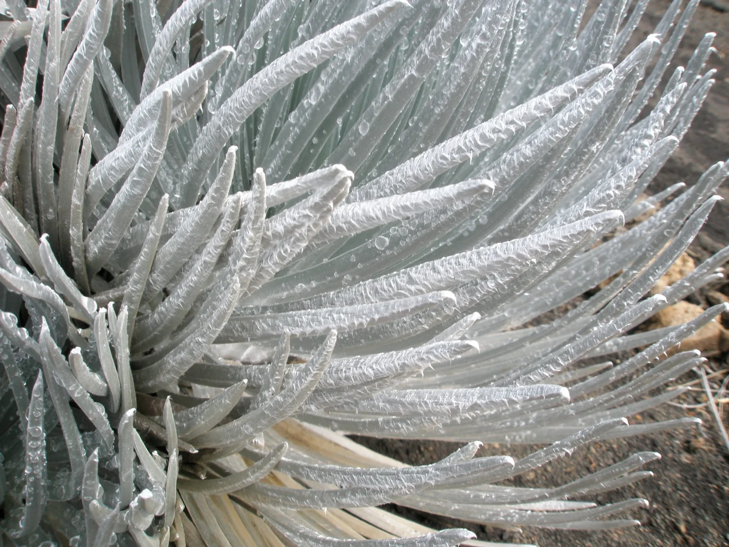 Haleakala Silversword
