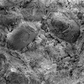 Fossils surrounded by calcite crystals