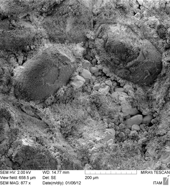 Fossils surrounded by calcite crystals