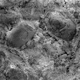 Fossils surrounded by calcite crystals