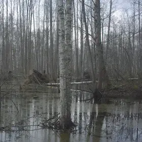 Beavers millpond