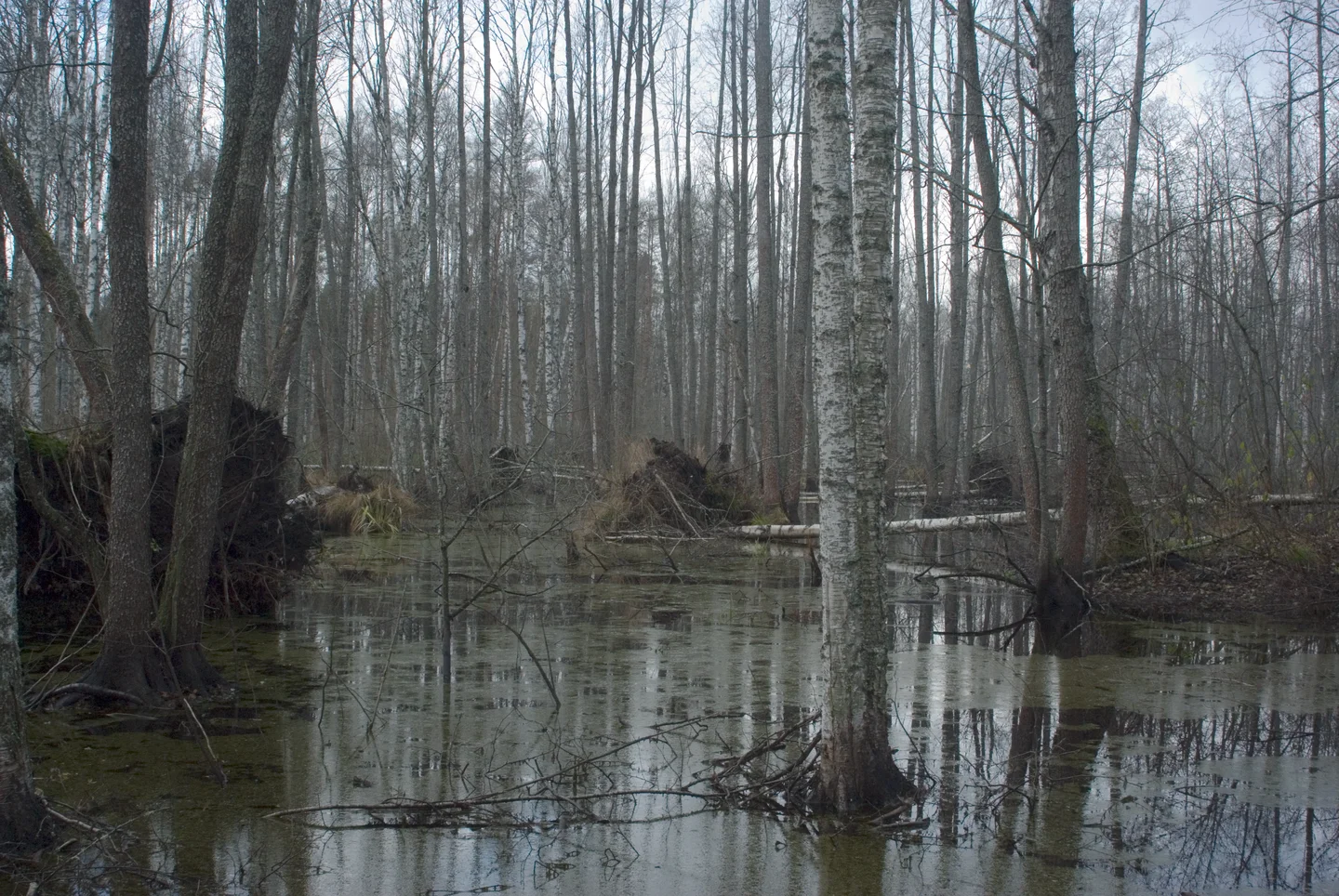 Beavers millpond