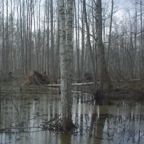 Beavers millpond