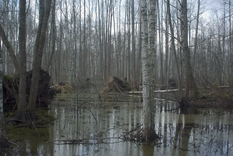 Beavers millpond