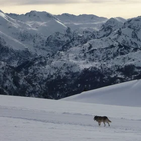 Lonely stroll