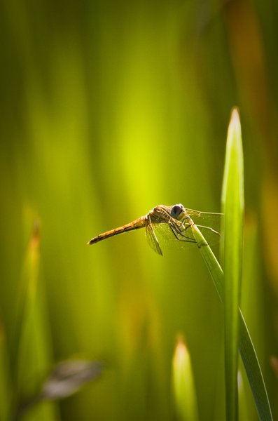Dragonfly fights against the wind