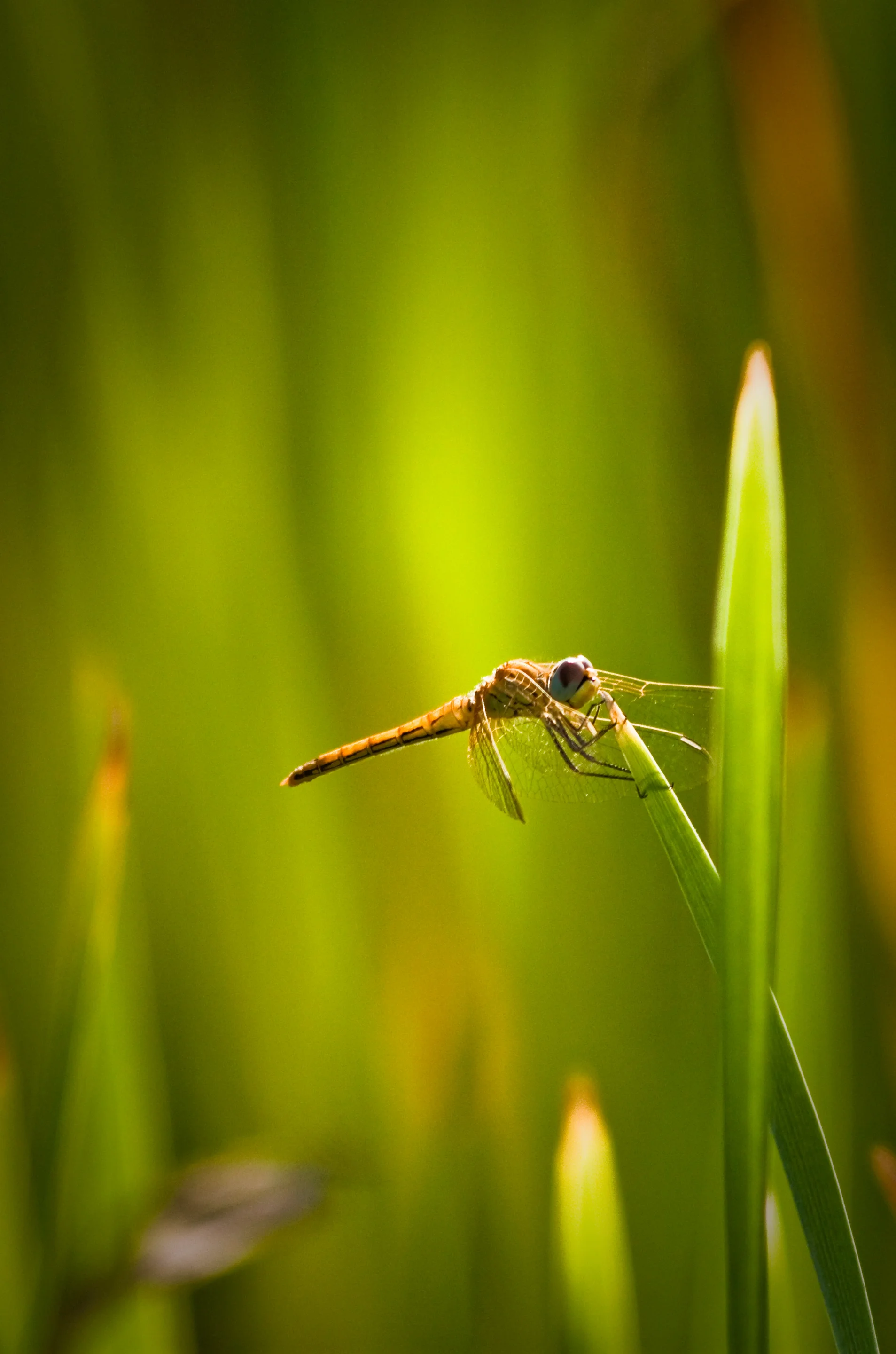 Dragonfly fights against the wind