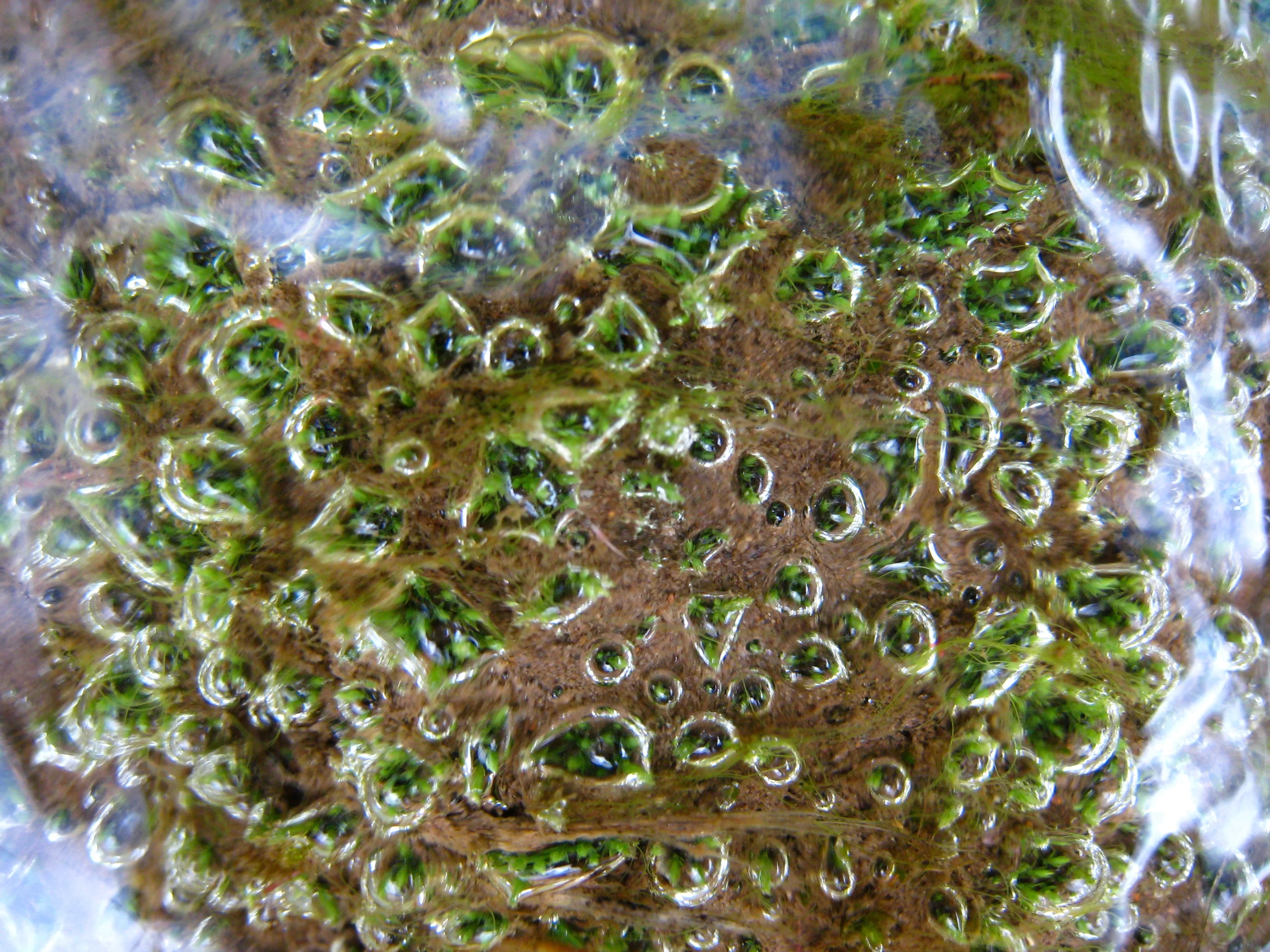 Bubbles