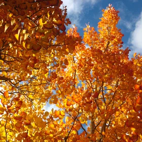 Aspen on Fire