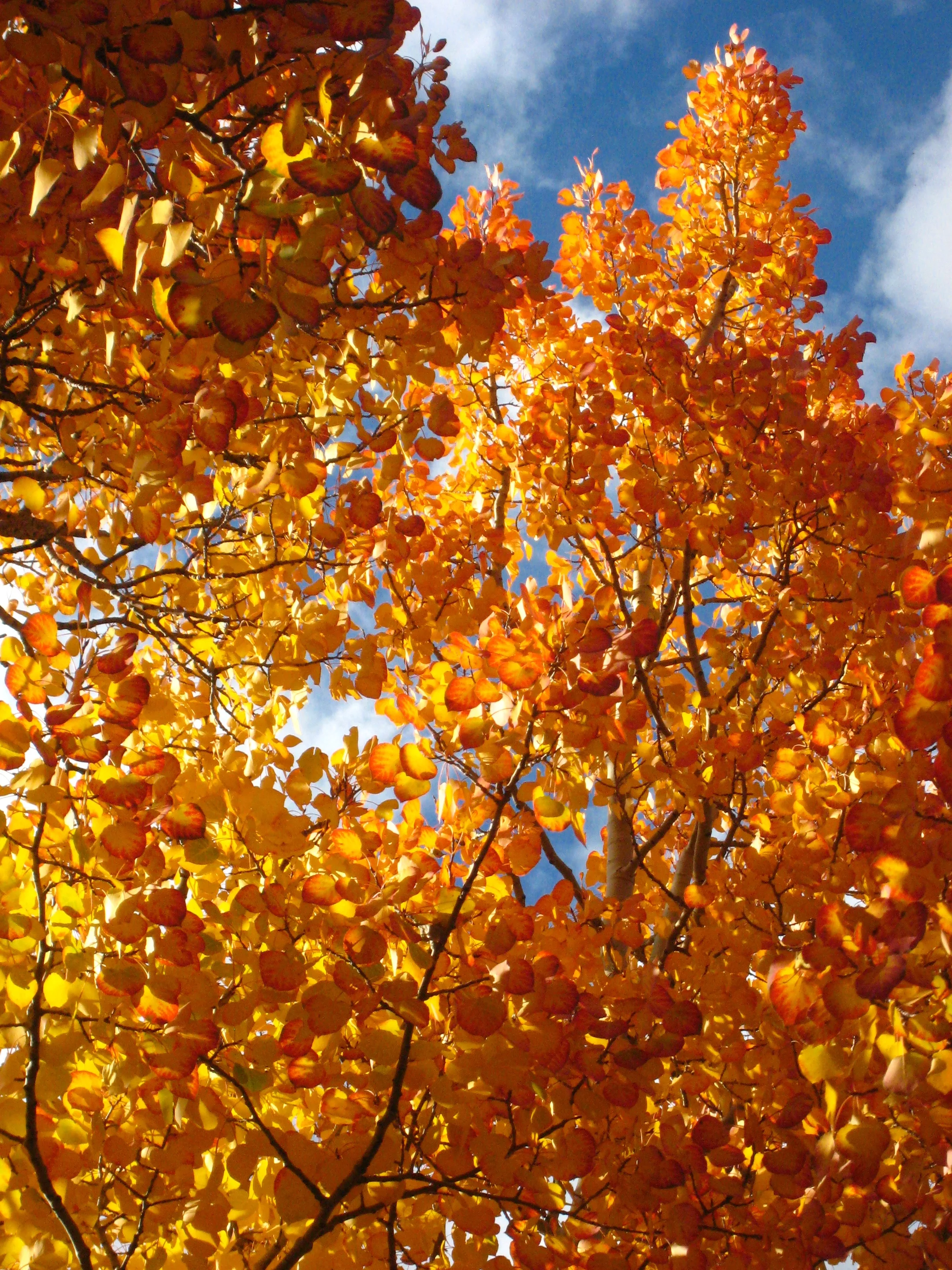Aspen on Fire