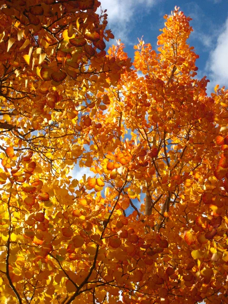 Aspen on Fire