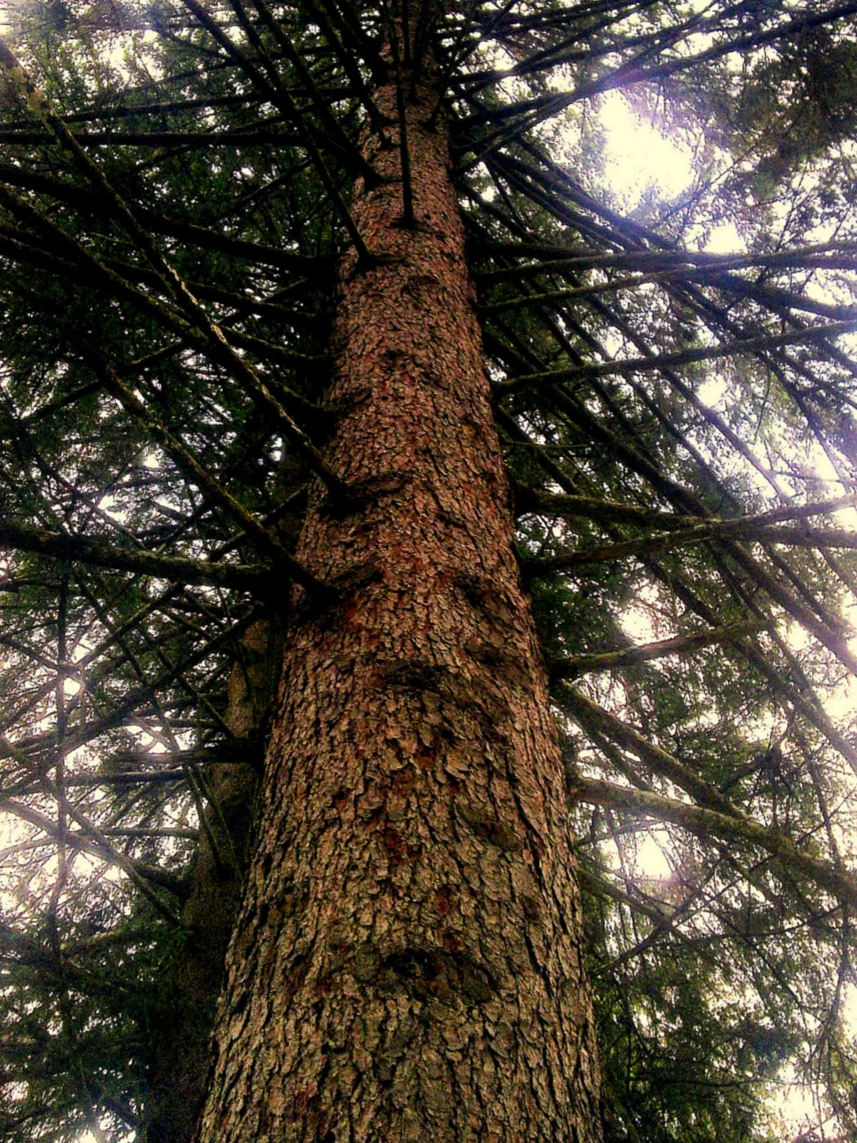 Sunrays through the mountain tree
