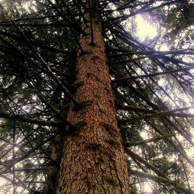 Sunrays through the mountain tree