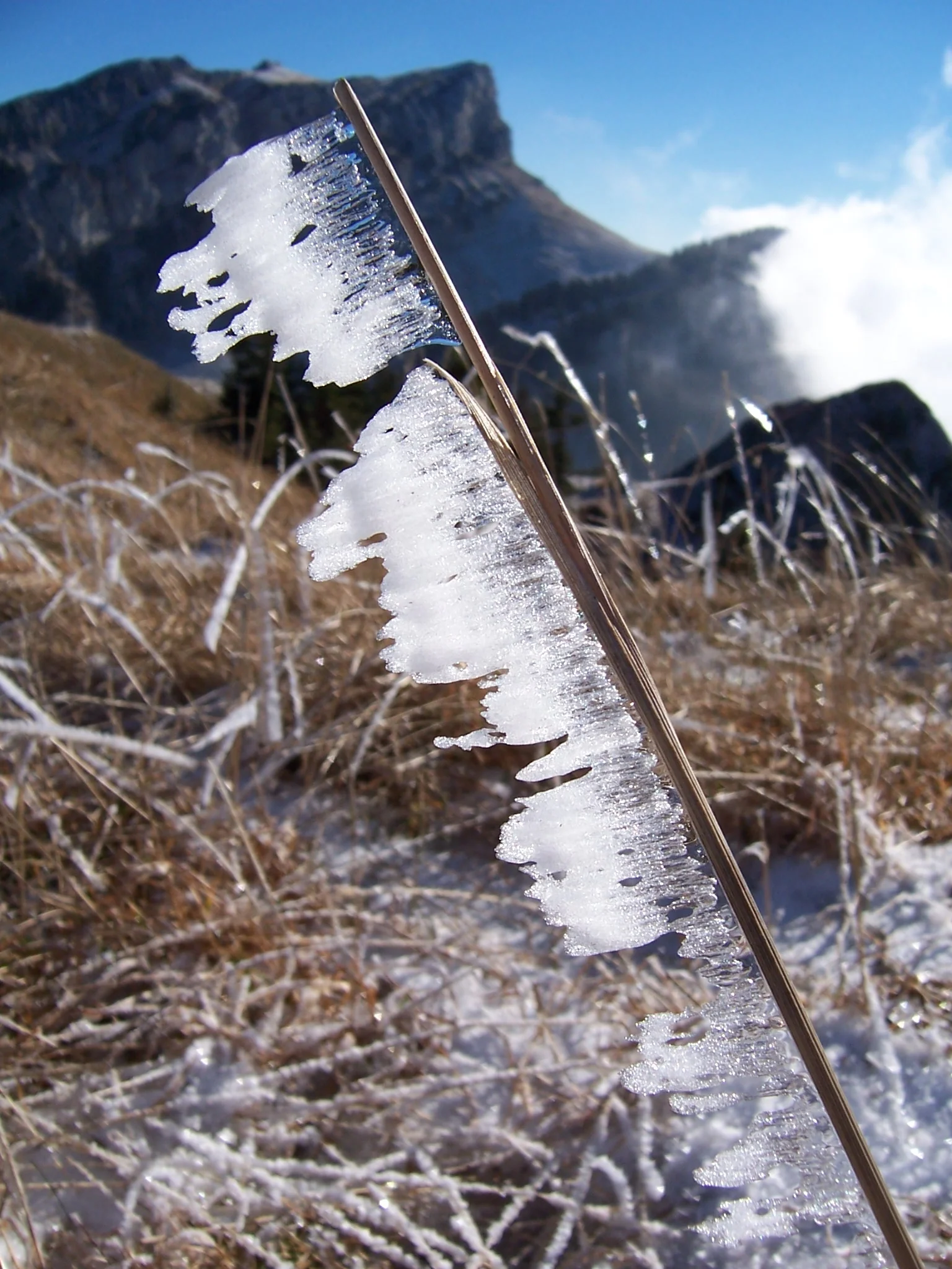 Weather vane of ice