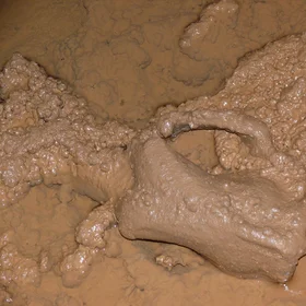 Skull Of A Cave Bear