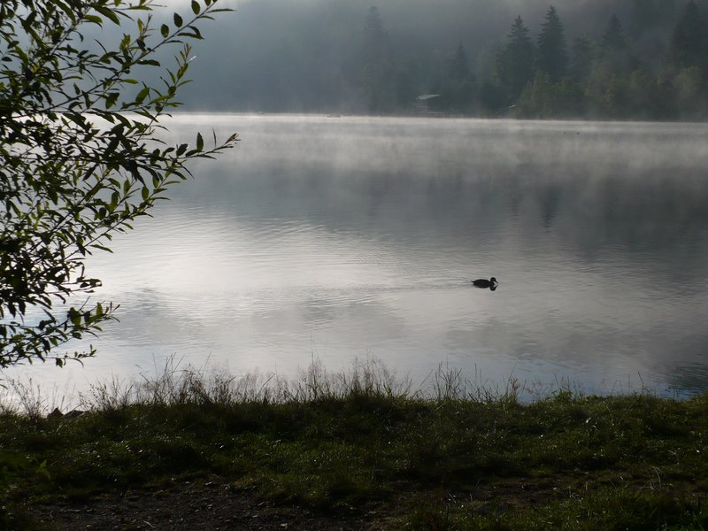 A black forest lake at 7 am