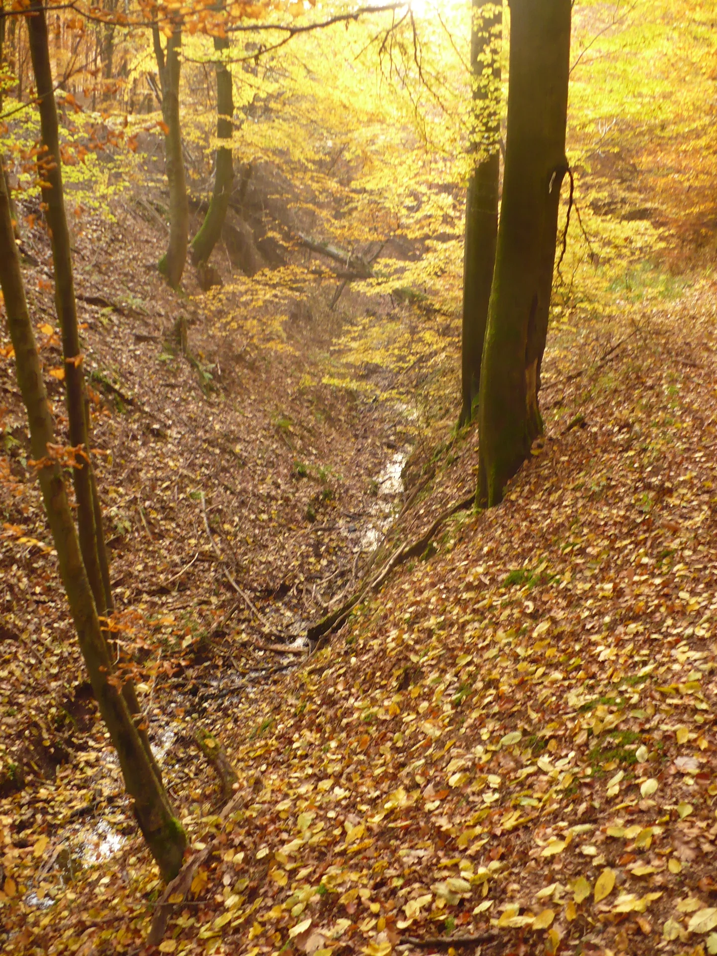 The sun setting over a small forested valley