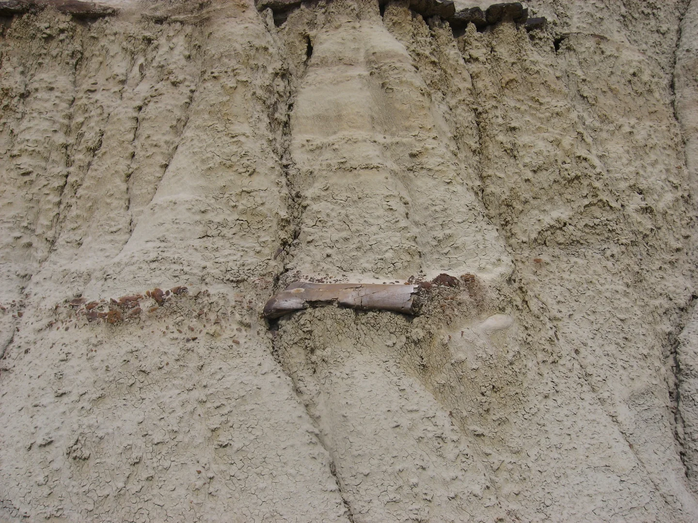 Dinosaur bone in a hoodoo