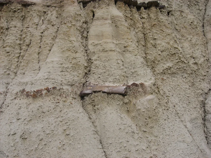 Dinosaur bone in a hoodoo