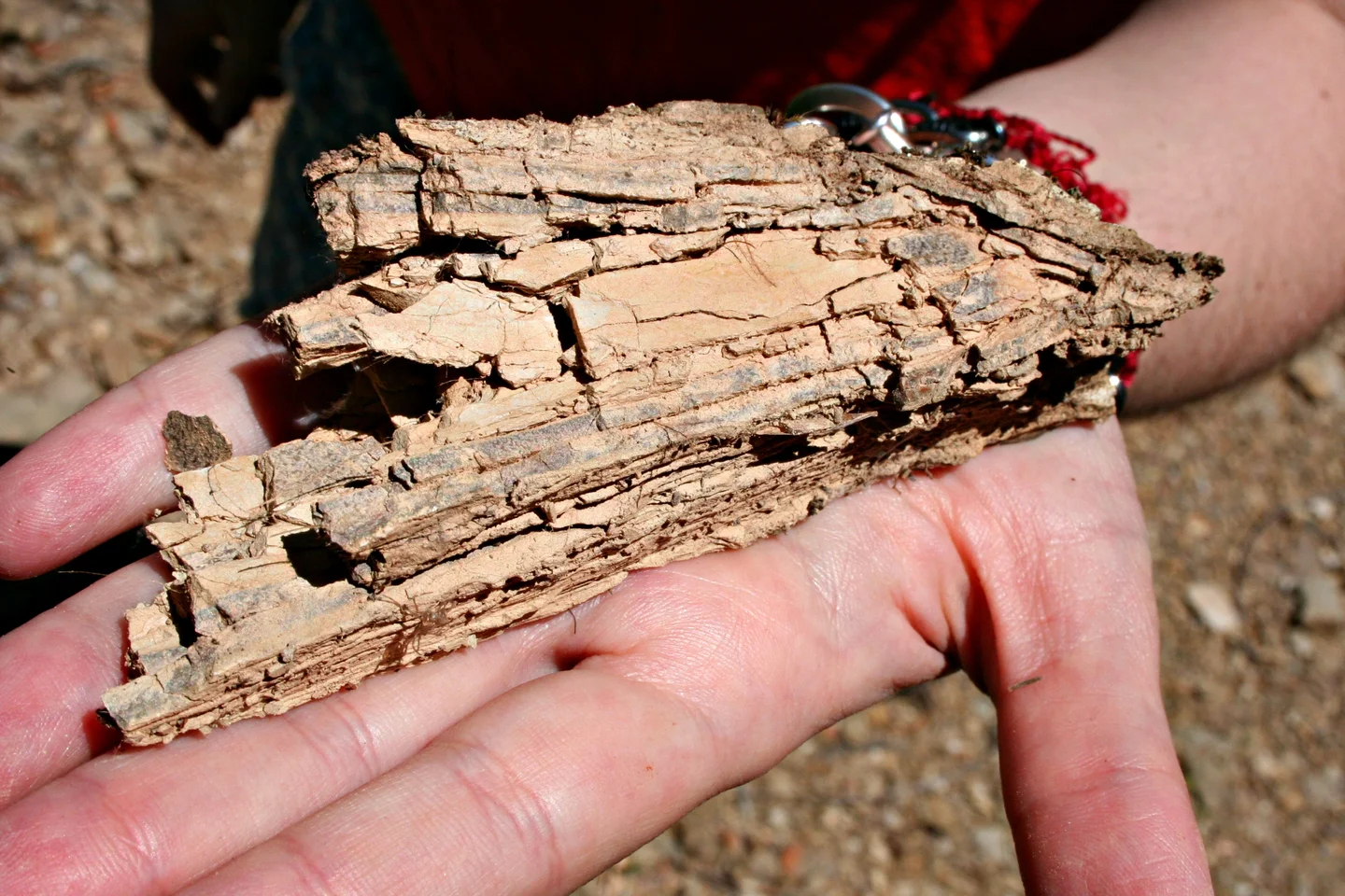 Weathered schist from southern Portugal